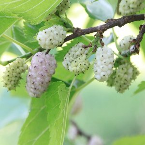 Moruša biela (Morus alba) - výška 60-90 cm, kont. C1.5L - biele plody